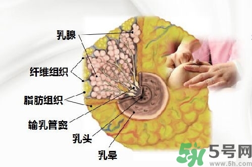 乳汁是怎樣形成的？怎樣才能讓乳汁更多？