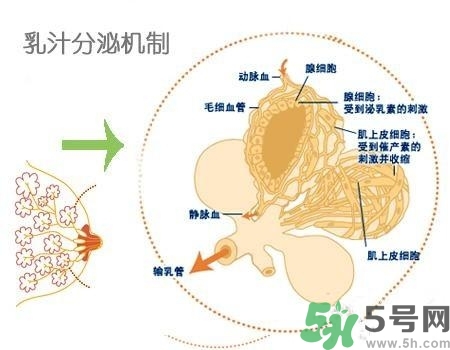 乳汁是怎樣形成的？怎樣才能讓乳汁更多？