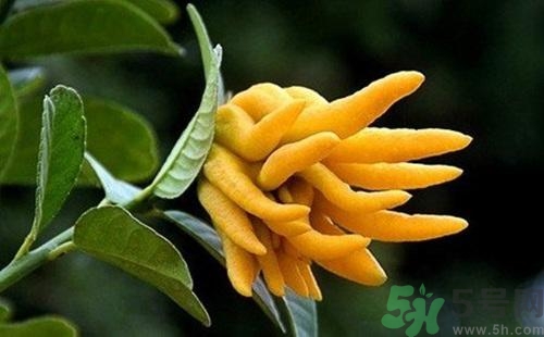 佛手果孕婦可以吃嗎？佛手果的功效與作用