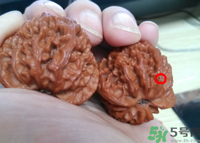 核桃長蟲了還能吃嗎？核桃長蟲子怎么處理？
