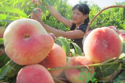 蟠桃孕婦可以吃嗎？蟠桃和水蜜桃的區(qū)別
