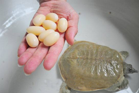 小孩能吃甲魚(yú)嗎？小孩能吃甲魚(yú)蛋嗎？