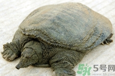 被甲魚咬了要打破傷風(fēng)嗎？被甲魚咬了怎么辦？