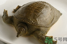 被甲魚咬了要打破傷風(fēng)嗎？被甲魚咬了怎么辦？
