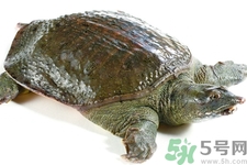 甲魚怎么殺？甲魚怎么處理？