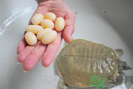 甲魚蛋能吃嗎？甲魚蛋怎么做好吃？