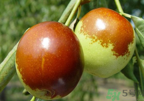 鮮棗怎么蒸？鮮棗蒸多長(zhǎng)時(shí)間？