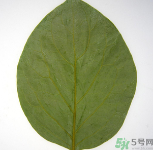 柿子葉能治糖尿病嗎？柿子葉茶能降血糖嗎？
