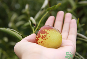坐月子可以吃鮮棗嗎？產(chǎn)婦可以吃鮮棗嗎？