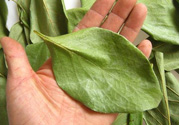 柿子葉能治糖尿病嗎？柿子葉茶能降血糖嗎？
