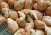 新鮮花生發(fā)芽能吃嗎？發(fā)芽的花生能吃嗎？
