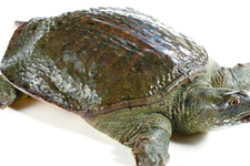 喝甲魚血能治陽(yáng)痿嗎？甲魚血能喝嗎？