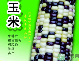 彩色玉米是轉(zhuǎn)基因嗎？彩色玉米能吃嗎？