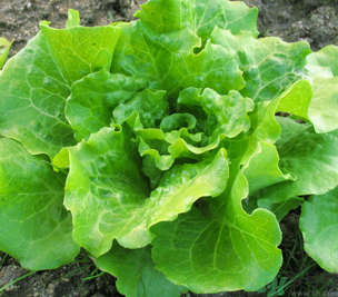 十月份種什么蔬菜？十月份適合種什么蔬菜？