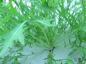 十月份種什么蔬菜？十月份適合種什么蔬菜？