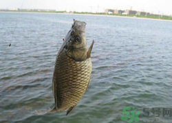 秋天釣魚用什么餌料？秋季釣魚用什么餌料好？