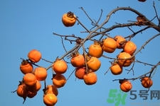 柿子變軟還能吃嗎？柿子變軟是壞了嗎？