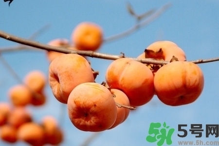 脆柿子是怎么做好吃？脆柿子的制作方法