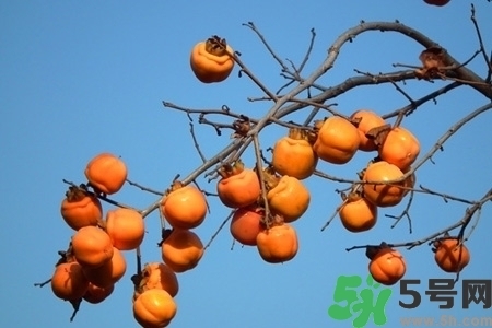 脆柿子是怎么做好吃？脆柿子的制作方法