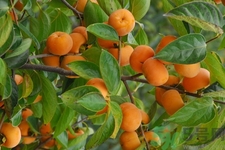 坐月子能吃脆柿子嗎？脯乳期可以吃脆柿子嗎？