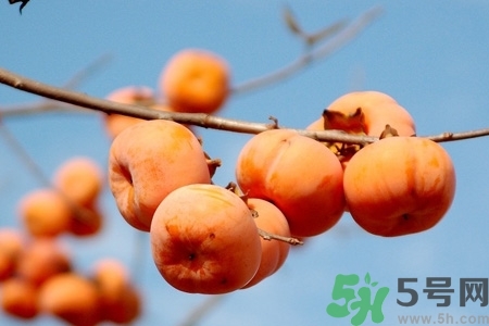 軟柿子和硬柿子能經(jīng)常吃嗎？脆柿子和軟柿子的區(qū)別