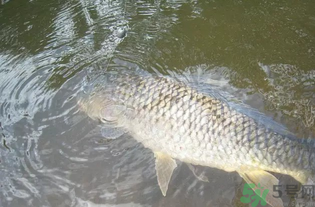 秋天釣魚用腥還是香？秋天釣魚用什么味型餌料？