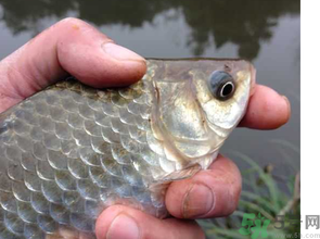 十月份釣鯽魚用什么餌？十月份釣鯽魚用什么餌料好？