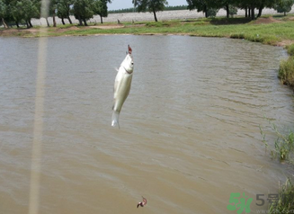 秋天釣魚深水還是淺水？秋天釣魚釣深水還是淺水？