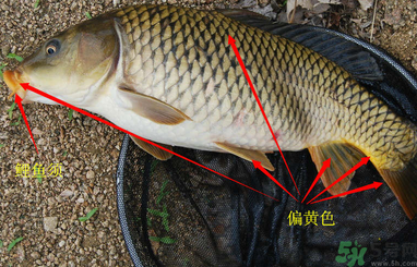 秋天釣鯉魚用什么小藥？秋天黑坑釣鯉魚用什么小藥？