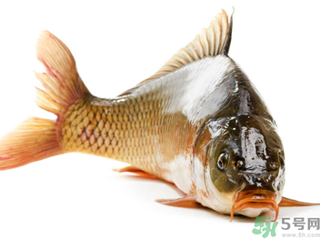 秋天釣鯉魚用什么小藥？秋天黑坑釣鯉魚用什么小藥？