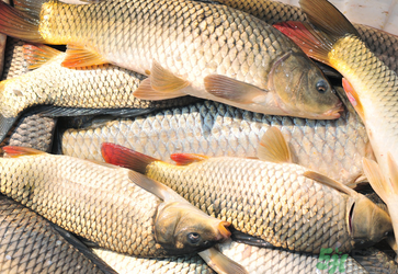 秋天釣鯉魚用什么小藥？秋天黑坑釣鯉魚用什么小藥？