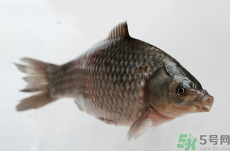 秋天黑坑釣鯽魚用什么餌料？秋天黑坑釣鯽魚餌料配方