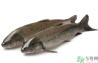 十月份草魚好釣嗎？十月份怎么釣草魚？