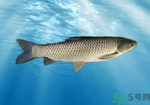 十月份草魚好釣嗎？十月份怎么釣草魚？