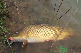 十月份可以釣鯉魚嗎？十月份釣鯉魚用什么餌？