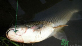 十月份可以釣鯉魚嗎？十月份釣鯉魚用什么餌？