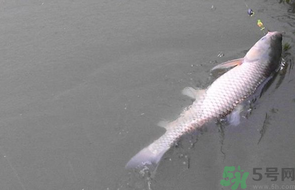 秋天釣草魚用什么餌？秋季釣草魚用什么餌最好？ 