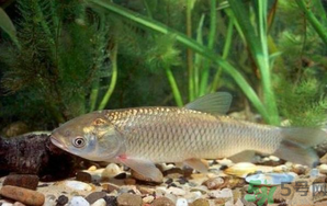 秋天釣草魚用什么餌？秋季釣草魚用什么餌最好？ 