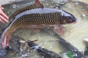 用玉米粒怎么釣鯉魚？玉米粒怎么泡制釣魚餌料？