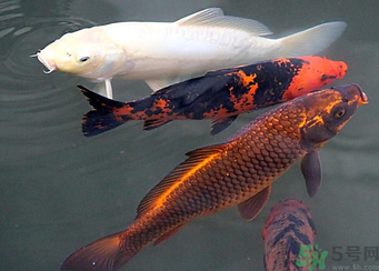 用玉米粒怎么釣鯉魚？玉米粒怎么泡制釣魚餌料？