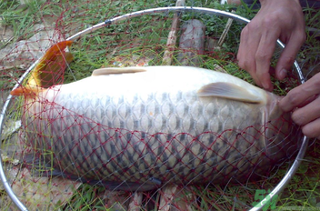 用玉米粒怎么釣鯉魚？玉米粒怎么泡制釣魚餌料？