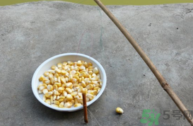 玉米粒怎么釣魚？怎么用玉米粒釣魚？