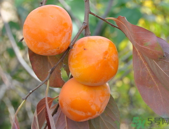 黃柿子和紅柿子有什么區(qū)別？紅柿子和黃柿子哪個(gè)好？