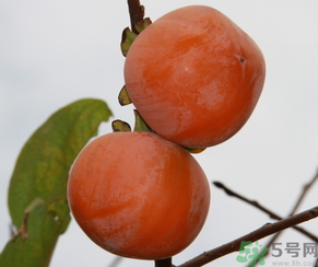 黃柿子和紅柿子有什么區(qū)別？紅柿子和黃柿子哪個(gè)好？
