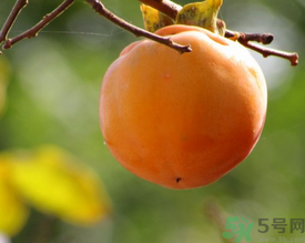 黃柿子和紅柿子有什么區(qū)別？紅柿子和黃柿子哪個(gè)好？