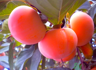 黃柿子和紅柿子有什么區(qū)別？紅柿子和黃柿子哪個(gè)好？