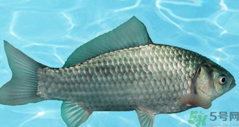 釣的魚在家怎么養(yǎng)活？釣的魚怎么保持不死？