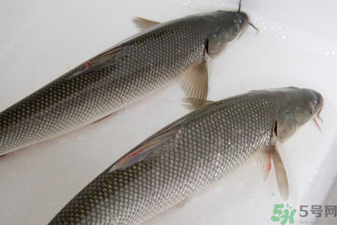 釣的魚在家怎么養(yǎng)活？釣的魚怎么保持不死？