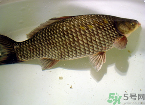 釣的魚死了還能吃嗎？釣的魚死了怎么處理？
