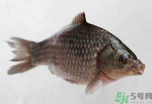 釣的魚死了還能吃嗎？釣的魚死了怎么處理？